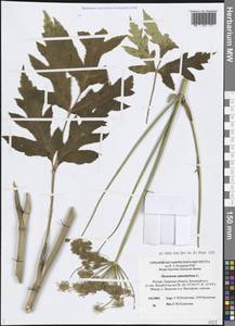 Борщевик обыкновенный L., Восточная Европа, Северо-Западный район (E2) (Россия)