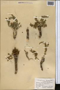 Sclerotiaria pentaceros (Korov.) Korov., Средняя Азия и Казахстан, Северный и Центральный Тянь-Шань (M4) (Казахстан)