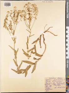 Вайда красильная L., Восточная Европа, Центральный район (E4) (Россия)