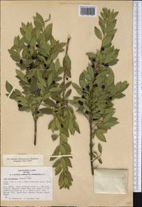Ilex triflora var. kanehirai (Yamamoto) S. Y. Hu, Америка (AMER) (США)