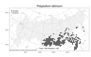 Polypodium sibiricum, Многоножка сибирская Sipliv., Атлас флоры России (FLORUS) (Россия)