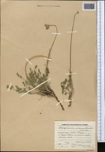 Семеновия разнозубчатая (Korovin) Manden., Средняя Азия и Казахстан, Памир и Памиро-Алай (M2) (Таджикистан)