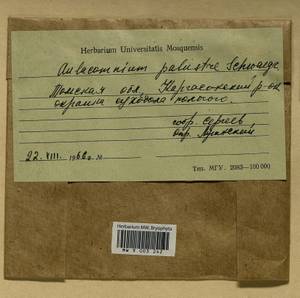 Aulacomnium palustre (Hedw.) Schwägr., Гербарий мохообразных, Мхи - Западная Сибирь (включая Алтай) (B15) (Россия)