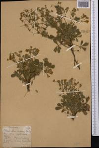 Potentilla cinerea subsp. incana (G.Gaertn., B.Mey. & Scherb.) Asch., Средняя Азия и Казахстан, Северный и Центральный Казахстан (M10) (Казахстан)