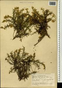 Genista anatolica Boiss., Зарубежная Азия (ASIA) (Турция)