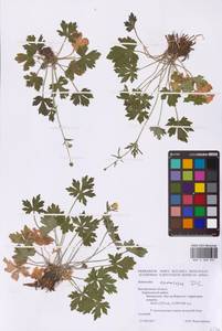 Ranunculus polyanthemos subsp. nemorosus (DC.) Schübl. & G.Martens, Восточная Европа, Центральный лесостепной район (E6) (Россия)