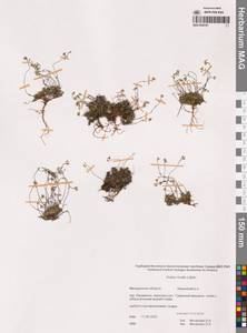 Крупка снежная Lilj., Сибирь, Чукотка и Камчатка (S7) (Россия)
