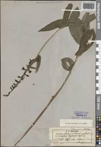 Дремлик широколистный, Дремлик чемерицевый (L.) Crantz, Восточная Европа, Латвия (E2b) (Латвия)