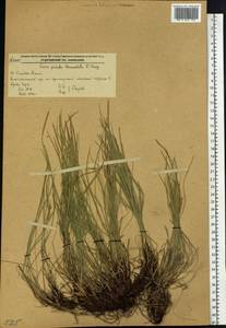 Carex lanceolata var. subpediformis Kük., Сибирь, Дальний Восток (S6) (Россия)