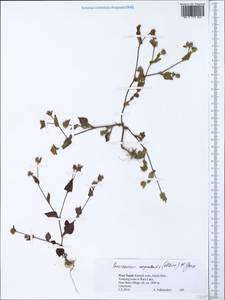 Головкоцветник непальский (Meisn.) H. Gross, Зарубежная Азия (ASIA) (Непал)