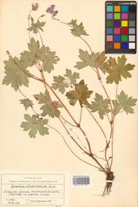 Герань Власова Fisch. ex Link, Сибирь, Дальний Восток (S6) (Россия)