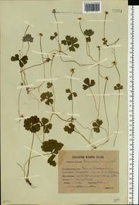 Coptidium lapponicum (L.) Á. Löve & D. Löve, Восточная Европа, Восточный район (E10) (Россия)