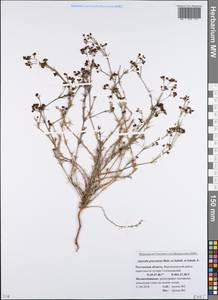 Cynanchica graveolens subsp. graveolens, Восточная Европа, Ростовская область (E12a) (Россия)