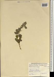 Caragana halodendron (Pall.) Dum.Cours., Монголия (MONG) (Монголия)