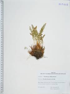 Вудсия эльбская (L.) R.Br., Сибирь, Дальний Восток (S6) (Россия)