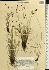   (Nees) T.Koyama, Сибирь, Дальний Восток (S6) (Россия)