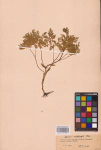 Горицвет волжский, Адонис волжский DC., Восточная Европа, Восточный район (E10) (Россия)