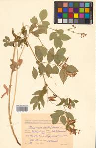 Горошек разветвленный (Maxim.) Ohwi, Сибирь, Дальний Восток (S6) (Россия)