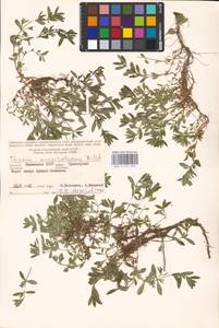 MHA 0 157 065, Thymus pannonicus All., Восточная Европа, Нижневолжский район (E9) (Россия)