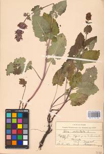 MHA 0 156 466, Шалфей мутовчатый L., Восточная Европа, Центральный лесостепной район (E6) (Россия)