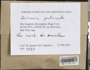 Grimmia pulvinata (Hedw.) Sm., Гербарий мохообразных, Мхи - Западная Европа (BEu) (Великобритания)