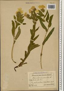 Гуния красивая (Willd. ex Roem. & Schult.) W. Greuter & Burdet, Кавказ, Азербайджан (K6) (Азербайджан)