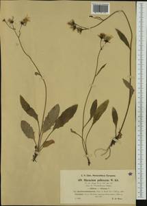 Hieracium pallescens subsp. pseudotrachselianum (Zahn) Gottschl., Западная Европа (EUR) (Австрия)