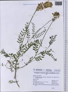 Astragalus vesicarius subsp. pastellianus (Pollini) Arcangeli, Западная Европа (EUR) (Италия)