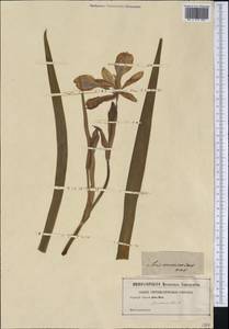 Iris versicolor L., Америка (AMER) (Неизвестно)