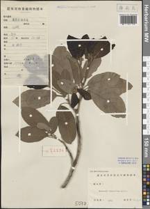 Reevesia thyrsoidea Lindl., Зарубежная Азия (ASIA) (КНР)