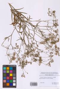 Резак обыкновенный Bernh., Восточная Европа, Московская область и Москва (E4a) (Россия)