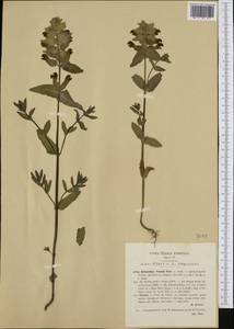 Rhinanthus freynii (A. Kerner ex Sterneck) Fiori, Западная Европа (EUR) (Италия)