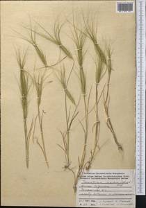 Лентоостник голова Медузы (L.) Nevski, Средняя Азия и Казахстан, Сырдарьинские пустыни и Кызылкумы (M7) (Казахстан)