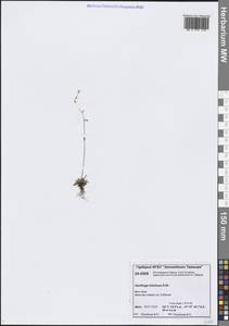 Камнеломка листочковая (R.Br.) Gornall, Сибирь, Центральная Сибирь (S3) (Россия)