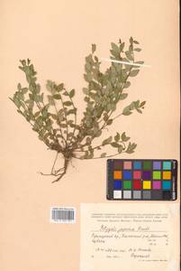 Истод японский Houtt., Сибирь, Дальний Восток (S6) (Россия)