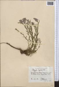 Истод хохлатый, Средняя Азия и Казахстан, Западный Тянь-Шань и Каратау (M3) (Киргизия)