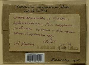 Dicranum scoparium Hedw., Гербарий мохообразных, Мхи - Пермский край, Удмуртия, Свердловская и Кировская области (B8) (Россия)
