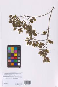 Черника обыкновенная L., Восточная Европа, Московская область и Москва (E4a) (Россия)