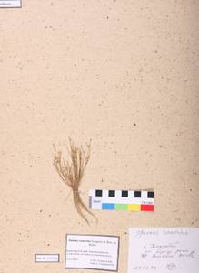 Juncus hybridus Brot., Сибирь, Алтай и Саяны (S2) (Россия)