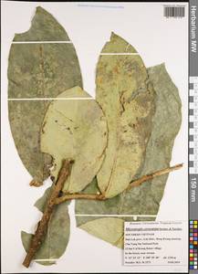 Microtropis cerocarpa Savinov & Nuraliev, Зарубежная Азия (ASIA) (Вьетнам)