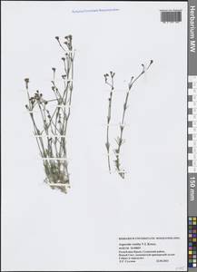 Cynanchica supina subsp. supina, Крым (KRYM) (Россия)