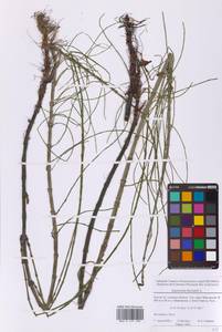 Хвощ приречный, Хвощ топяной L., Восточная Европа, Московская область и Москва (E4a) (Россия)