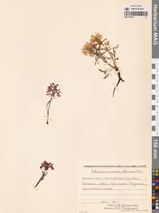 Мытник прелестный Adams ex Steven, Сибирь, Чукотка и Камчатка (S7) (Россия)