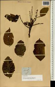 Sandoricum koetjape Merr., Зарубежная Азия (ASIA) (Филиппины)