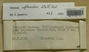 Grimmia reflexidens Müll. Hal., Гербарий мохообразных, Мхи - Северный Кавказ и Предкавказье (B12) (Россия)