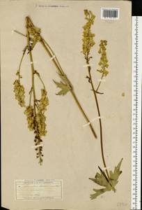 Aconitum lycoctonum subsp. lasiostomum (Rchb.) Warncke, Восточная Европа, Московская область и Москва (E4a) (Россия)