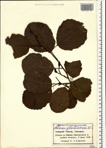 Ольха клейкая, Ольха черная (L.) Gaertn., Кавказ, Ставропольский край, Карачаево-Черкесия, Кабардино-Балкария (K1b) (Россия)