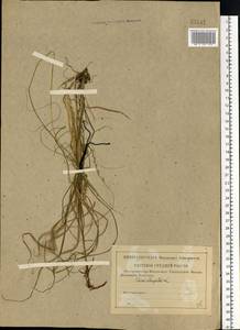 Осока удлиненная L., Восточная Европа, Центральный район (E4) (Россия)