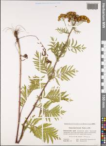 Tanacetum vulgare subsp. vulgare, Сибирь, Чукотка и Камчатка (S7) (Россия)