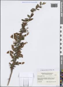 Ива черничная L., Сибирь, Якутия (S5) (Россия)